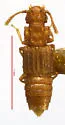 Thoracophorus guadalupensis