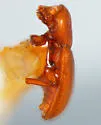 Thorictodes heydeni - photo 2