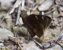 Southern Cloudywing - Hodges#3909
