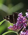 Southern Cloudywing - Hodges#3909 - photo 2