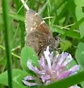 Southern Cloudywing - Hodges#3909 - photo 3