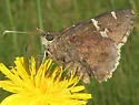 Southern Cloudywing - Hodges#3909 - photo 4