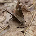 Southern Cloudywing - Hodges#3909 - photo 5