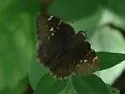 Confused Cloudywing - Hodges#3913