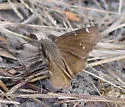 Confused Cloudywing - Hodges#3913 - photo 2