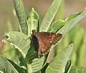 Confused Cloudywing - Hodges#3913 - photo 3