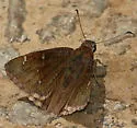 Confused Cloudywing - Hodges#3913 - photo 4