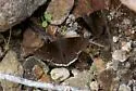 Drusius Cloudywing - Hodges#3914