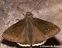 Drusius Cloudywing - Hodges#3914 - photo 2