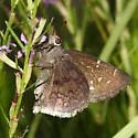Drusius Cloudywing - Hodges#3914 - photo 3