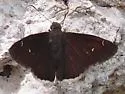 Drusius Cloudywing - Hodges#3914 - photo 4