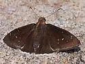 Drusius Cloudywing - Hodges#3914 - photo 5
