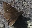 Thorybes nevada - Hodges#3912 - photo 3