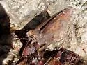 Northern Cloudywing - Hodges#3910