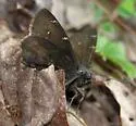Northern Cloudywing - Hodges#3910 - photo 3
