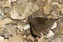 Northern Cloudywing - Hodges#3910 - photo 4
