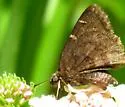 Northern Cloudywing - Hodges#3910 - photo 5