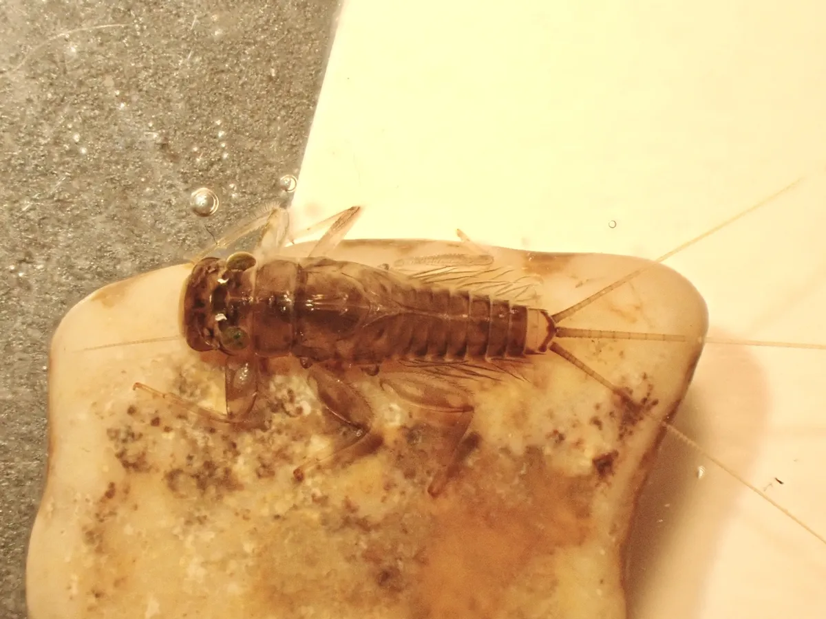 Thraulodes gonzalesi - photo 3