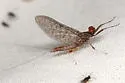Thraulodes speciosus