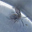 Threticus bicolor - Threticus bicolor