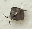 Threticus bicolor - photo 4