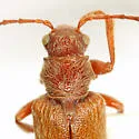 Thricolema anomala - photo 2
