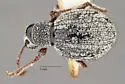 Thricolepis inornata