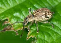 Thricolepis inornata - photo 3