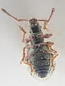 Thricolepis inornata - photo 4