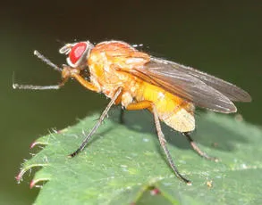 Thricops diaphanus - photo 2