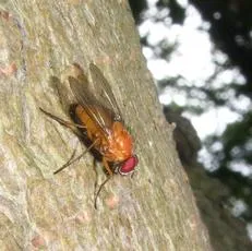 Thricops diaphanus - photo 3