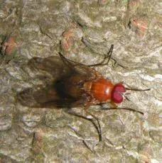 Thricops diaphanus - photo 4