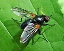 Thricops rufisquamus