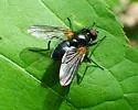 Thricops rufisquamus - photo 2