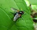 Thricops rufisquamus - photo 3