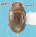 Thrimolus minutus