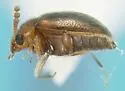 Thrimolus minutus - photo 2