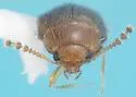 Thrimolus minutus - photo 3