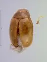 Thrimolus minutus - photo 4