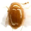 Thrimolus minutus - photo 5