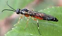 Thrinax albidopicta - photo 4
