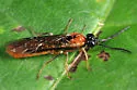 Thrinax dubitata