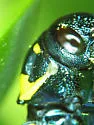 Thrincopyge alacris