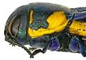 Thrincopyge alacris - photo 2