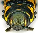 Thrincopyge alacris - photo 3