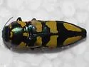 Thrincopyge alacris - photo 4