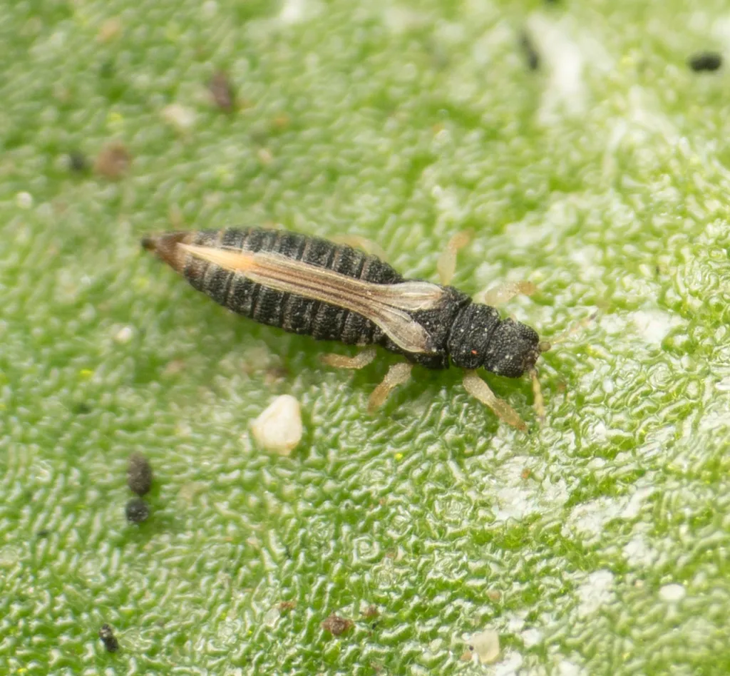 Common Thrips - photo 2