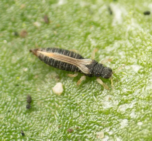 Common Thrips - photo 3