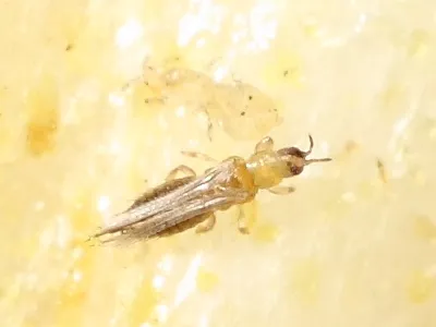 Onion Thrips - photo 3