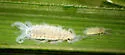 Thripsaphis cyperi